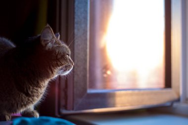 Pencere pervazındaki kedi. Yanında bir kedinin fotoğrafı. Gri tüylü tekir kedi pencereden dışarı bakıyor. Evcil hayvan