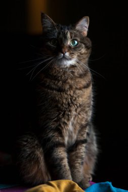 Pencere pervazındaki kedi. Yanında bir kedinin fotoğrafı. Gri tüylü tekir kedi pencereden dışarı bakıyor. Evcil hayvan