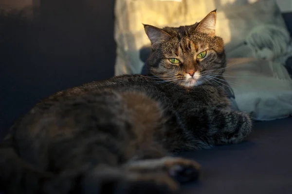 一只灰色的小猫咪睡在蓝色的沙发上 上面有太阳光 — 图库照片