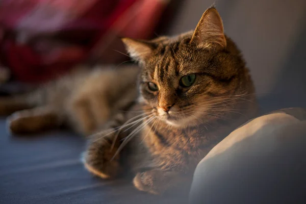 Pequeño Gato Gris Duerme Sofá Azul Con Rayos Sol Sobre —  Fotos de Stock