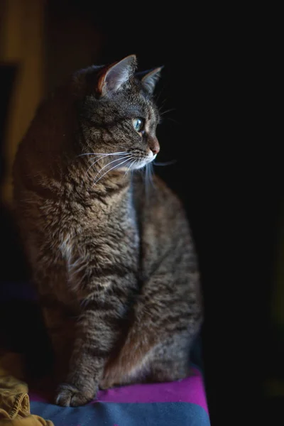 黒を背景に 光を見上げている緑の目をした灰色の豪華な口ひげの猫のプロフィールの全長の肖像画 — ストック写真
