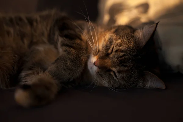 Pequeno Gato Cinza Dorme Sofá Azul Com Raios Sol Sobre — Fotografia de Stock