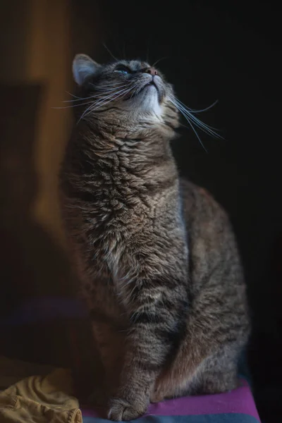 Gato Casa Alféizar Ventana Foto Gato Costado Gris Esponjoso Tabby — Foto de Stock