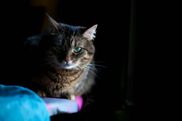 Pencere Pervazındaki Kedi Yanında Bir Kedinin Fotoğrafı Gri Tüylü Tekir — Stok fotoğraf