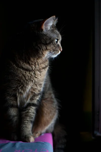 窓辺の家で猫 横に猫の写真 灰色のふわふわのタビー猫が窓の外を見ている ペット — ストック写真
