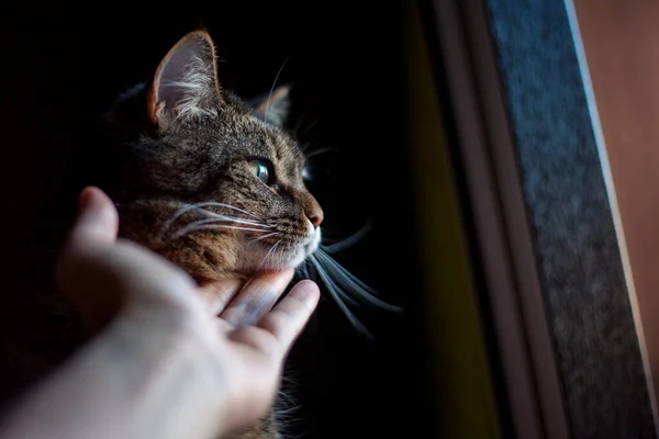 Mão Mulher Acariciando Cabeça Gato Amor Por Animal — Fotografia de Stock