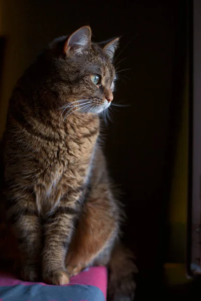Cat at home on the windowsill. Photo of a cat on the side. Gray fluffy tabby cat is looking out the window. Pet