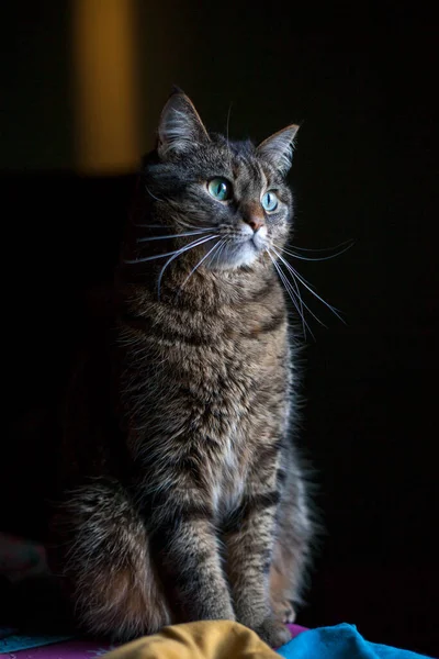 窓辺の家で猫 横に猫の写真 灰色のふわふわのタビー猫が窓の外を見ている ペット — ストック写真