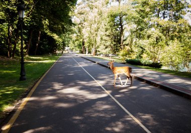 Geyik buzağıyla yürüyor. Doğadaki anne ve çocuk hayvan. Vahşi yaşam ailesi. Yeşil arkaplan.
