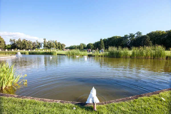 Cisne Come Rava Parque Con Lago Verano —  Fotos de Stock