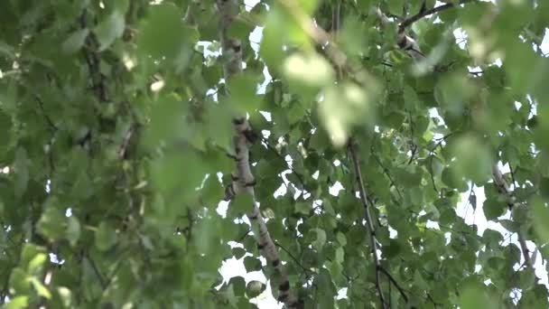 Liście Brzozy Gałęzie Kołyszące Się Wietrze Letnim Polu — Wideo stockowe