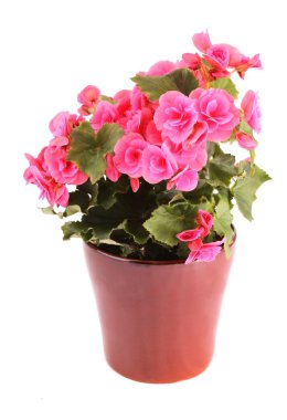 Beyaz arka plan üzerinde izole kahverengi bir seramik saksı elatior Begonya (hienalis begonia) çiçek pembe