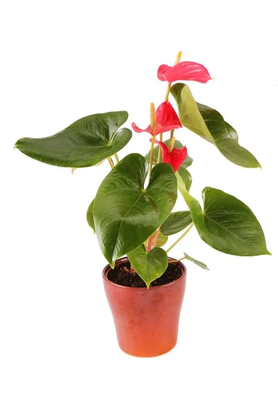 Beyaz arka plan üzerinde izole kahverengi seramik saksı bitki kırmızı laceleaf (anthurium andraeanum)