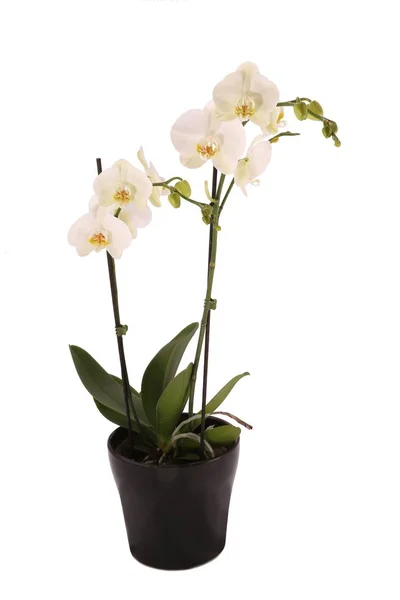 Duas Orquídeas Brancas Plantam Vaso Cerâmica Preta Isolado Sobre Fundo — Fotografia de Stock