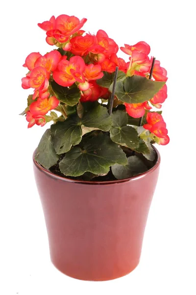 Laranja Elatior Begônia Hienalis Begônia Flores Vaso Cerâmica Marrom Isolado — Fotografia de Stock