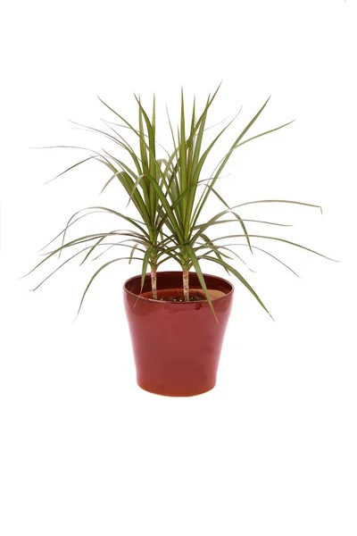 Dracaena marginata ağaç (ejder ağacı) bitki beyaz arka plan üzerinde izole kahverengi bir seramik saksı içinde