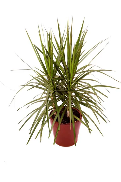 Рослина Dracaena Marginata Драконяче Дерево Коричневому Керамічному Вазоні Ізольовано Білому — стокове фото