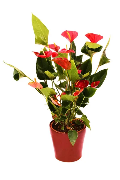 Red Laceleaf Anthurium Andraeanum Planta Vaso Cerâmica Marrom Isolado Sobre — Fotografia de Stock
