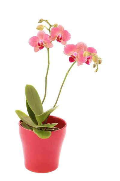 Duas Orquídeas Rosa Planta Vaso Cerâmica Vermelha Isolada Fundo Branco — Fotografia de Stock