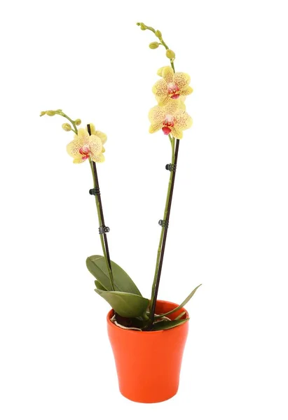 白色背景下的棕色陶瓷花盆中的两种黄色兰花植物 — 图库照片