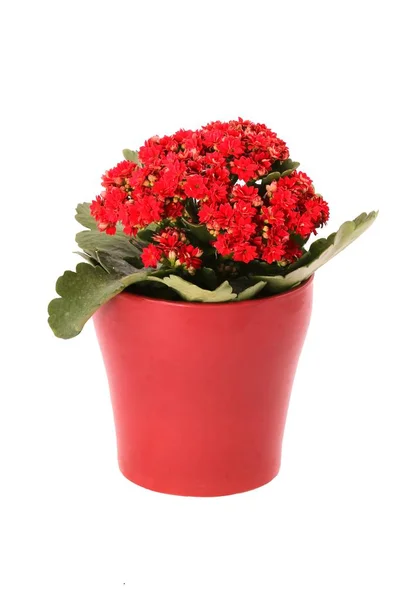 红色长寿 Blossfeldian 火焰般的凯蒂 寡妇的快感 在白色背景下被隔离的红色陶瓷花盆中的花朵 — 图库照片