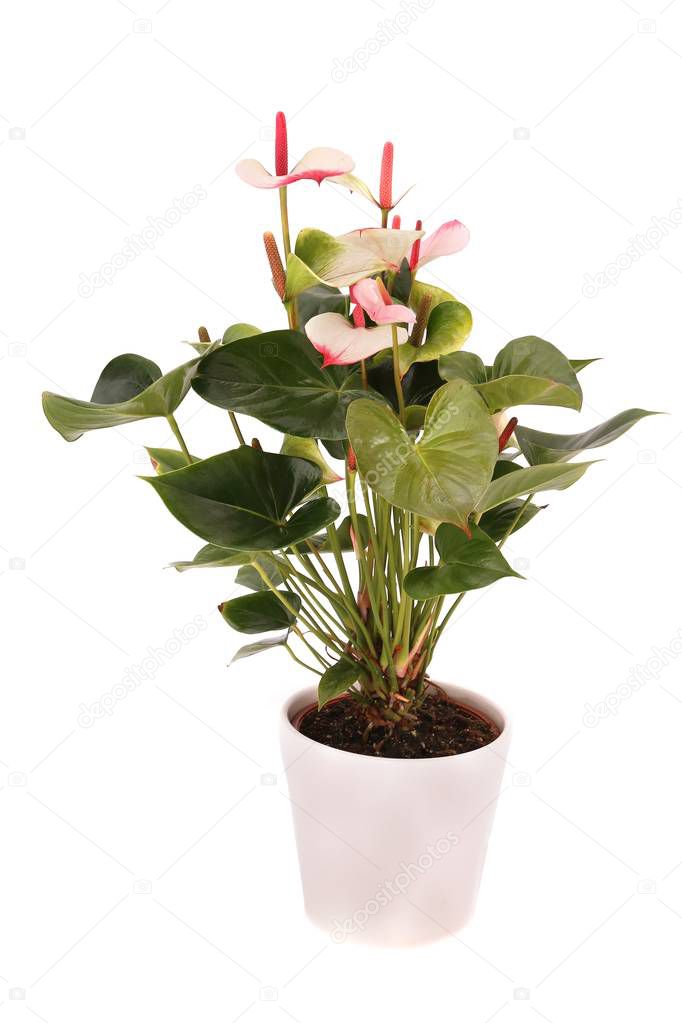 White anthurium (laceleaf) plant in a white ceramic flowerpot isolated on white background