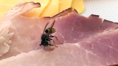 Sıradan bir sarı arı bir böcek oturur ve et yer