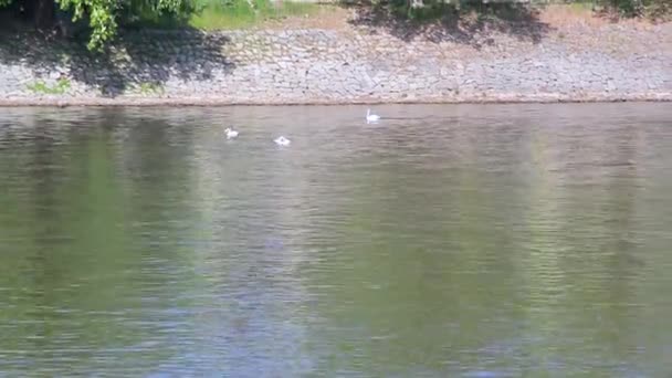Лебеді плавати на річці — стокове відео