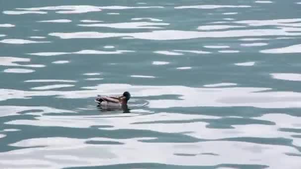 Die Ente schwimmt auf dem Wasser — Stockvideo