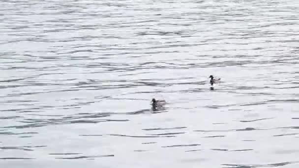 Belos patos nadam na água — Vídeo de Stock