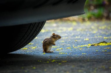 North American chipmunk exploring the driveway early spring clipart