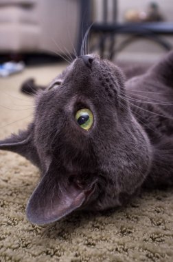 Evde beslenen hayvan Rus mavi kedi poz ve halı döşeme
