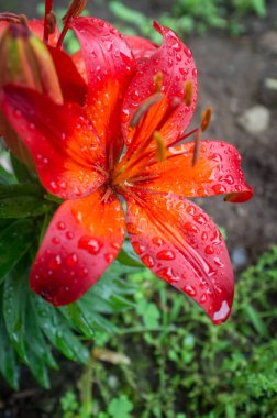 Bahçe kırmızı lily çiçekler yaz yağmur ıslak