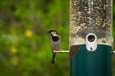Male house sparrow eating from hanging bird feeder clipart