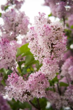Bluming canlı pembe eflatun çiçekler bahçede büyüyen