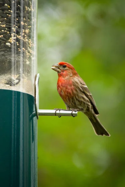 Red Male House Finch Eating Bird Feeder Early Spring — Stock Photo, Image