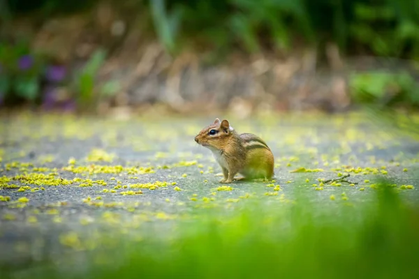 진입로 다람쥐 — 스톡 사진