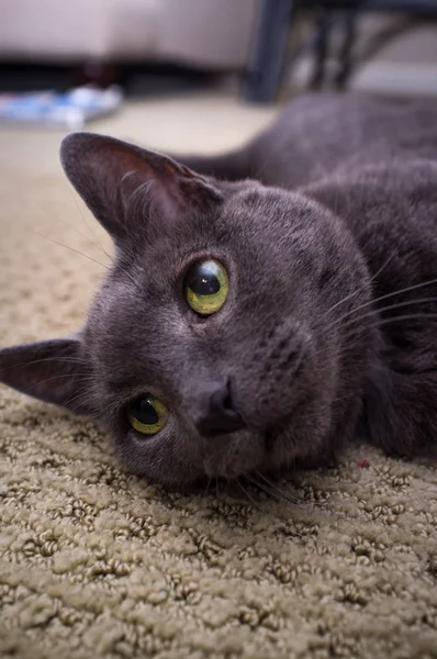 Evde Beslenen Hayvan Rus Mavi Kedi Poz Halı Döşeme — Stok fotoğraf