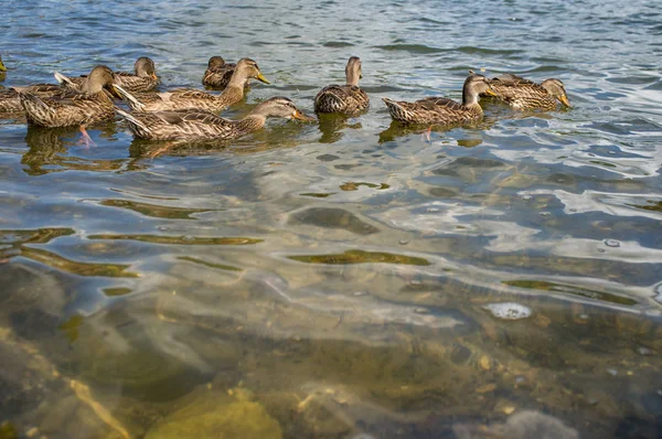 Flock Female Mallard Ducks Swimming Summer Lake — Stock Photo, Image