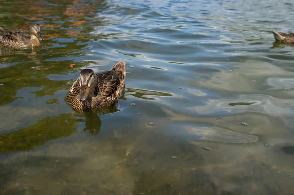 Troupeau Canards Colverts Femelles Nageant Sur Lac Été — Photo