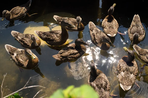 Troupeau Canards Colverts Femelles Nageant Sur Lac Été — Photo