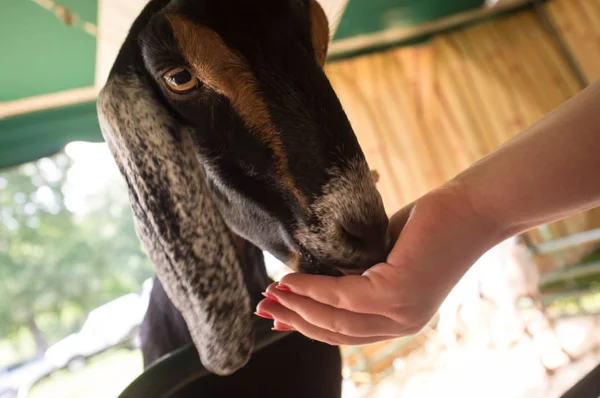 Nourrir Une Chèvre Adulte Dans Zoo Pour Animaux Domestiques Début — Photo