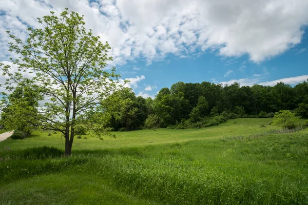 Árvores Primavera Começam Brotar Paisagem Campo — Fotografia de Stock