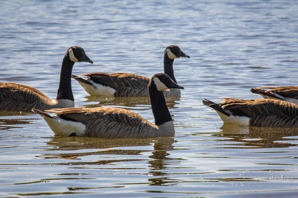 Troupeau Oies Canadiennes Nageant Dans Lac Été Tranquille — Photo