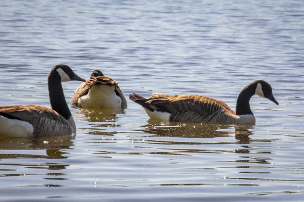 Troupeau Oies Canadiennes Nageant Dans Lac Été Tranquille — Photo