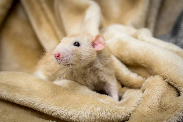 Fantasía Color Cervatillo Dumbo Oído Mascota Rata Explorar Manta —  Fotos de Stock