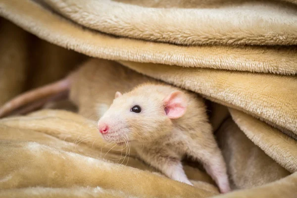 Фантастическая Цветная Тупоухая Крыса Исследующая Одеяло — стоковое фото