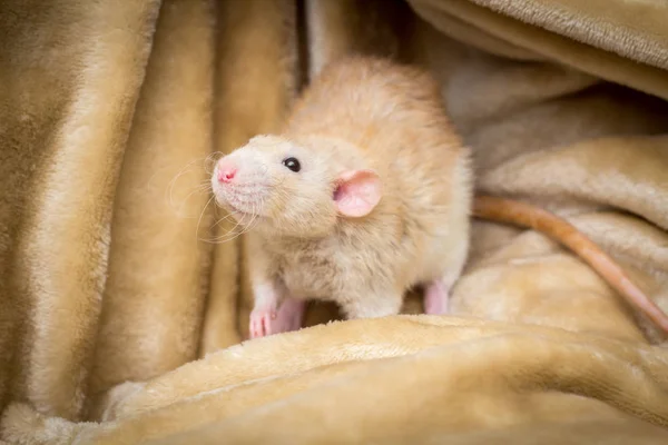 Fantasía Color Cervatillo Dumbo Oído Mascota Rata Explorar Manta —  Fotos de Stock