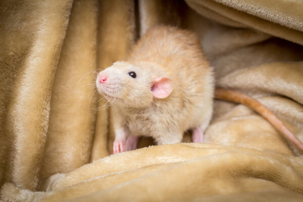 Fancy fawn colored dumbo eared pet rat exploring a blanket