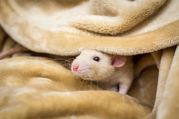 Fantasía Color Cervatillo Dumbo Oído Mascota Rata Explorar Manta —  Fotos de Stock